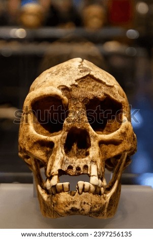 old skull bones archeology excavations anatomy old paleontology structure ancient eye sockets jaws teeth Royalty-Free Stock Photo #2397256135