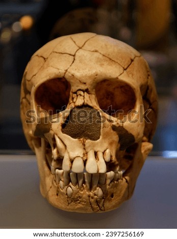 old skull bones archeology excavations anatomy old paleontology structure ancient eye sockets jaws teeth Royalty-Free Stock Photo #2397256169