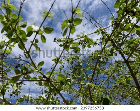 fresh tree leaves blue sky background