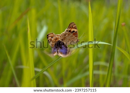 A blue pansy butterfly tries to disturb another pair of butterflies who are mating