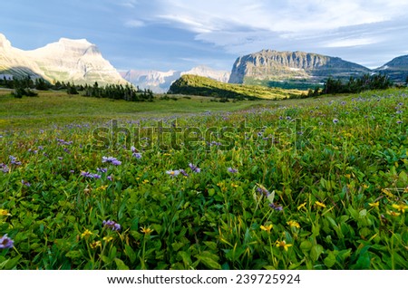 Flowers in the meadow just before sunset at Logan's Pass, Glacier National Park.