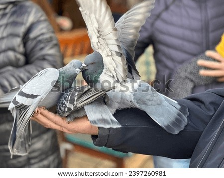 Feeding Time Harmony: Two Pigeons Enjoying Bird Seed from a Hand