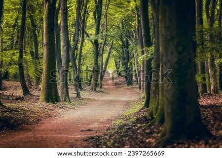 Beech forest in the spring season with  dark green canopy