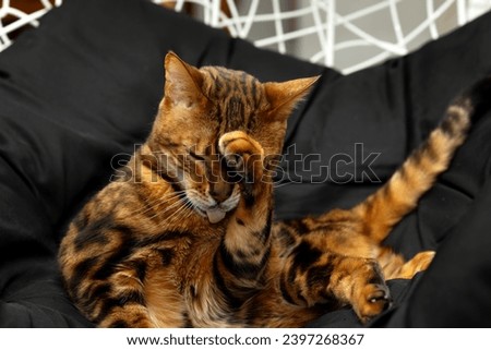 A Bengali cat washes itself lying in an armchair on a black plaid Royalty-Free Stock Photo #2397268367