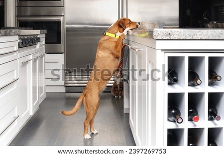 Dog try to eat food on kitchen island while standing upright on the counter. Cute brown puppy dog with cat in background. Funny counter surfing pets and bad dog behavior or habit. Selective focus.