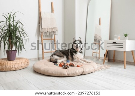 Adorable Husky dog on pet bed at home Royalty-Free Stock Photo #2397276153