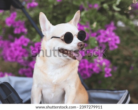 Portrait  of  Happy brown short hair Chihuahua dog wearing sunglasses, standing in pet stroller in the park with purple flowers background. looking sideway curiously.