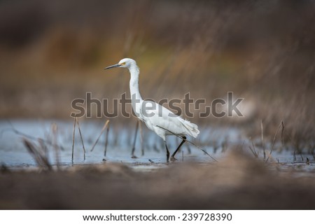 Snowy Egret hunting for frogs and dragonflies in marshland. This picture would make a subject for a painting / watercolor. This bird in its winter plumage. Its golden eye stands out against the black 
