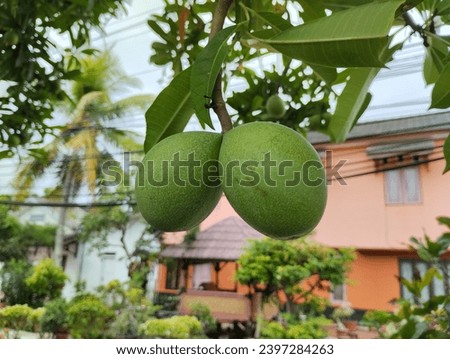 Bintaro trees grow large on the side of highways with round fruit that can reduce pollution from vehicles