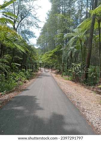 road in a village forest