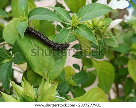 close up picture of a caterpillar eating green leaf 