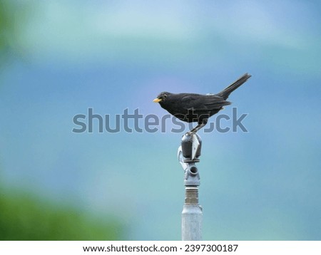 A male blackbird resting on a pole, cloudy day in summer, Italy