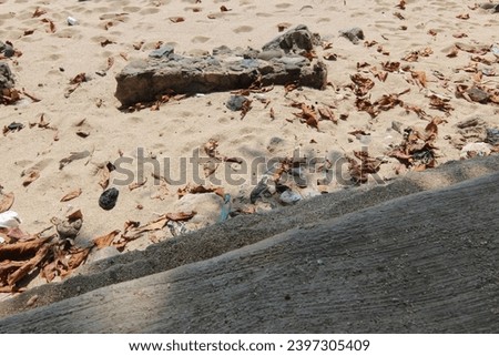 sand on the beach with fallen leaves 