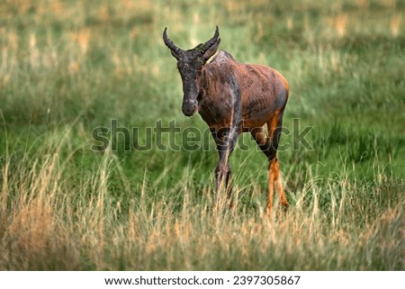 Antelope Sassaby, in green vegetation, Okavango delta, Botswana. Widlife scene from nature. Common tsessebe, Damaliscus lunatus, detail portrait of big brown African mammal in nature.