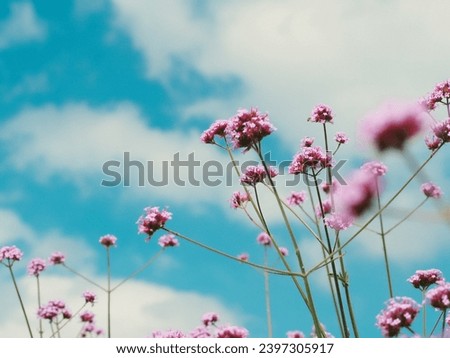 Beautiful purple statice flowers in the garden and sky 