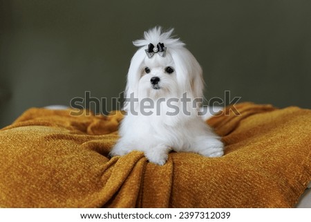 Cute small white puppies of the Maltez breed plays, rests and licks his lips on the bed. Royalty-Free Stock Photo #2397312039