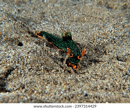 A Nembrotha Kubaryana nudibranch crawling on sand Dauin Philippines