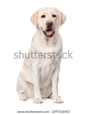 Labrador, dog, smile, sitting on a white background, isolate Royalty-Free Stock Photo #2397316453