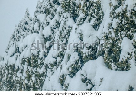 In winter, trees with snow-covered branches near house fences. Green thuja branch in a natural forest landscape. Green coniferous tree with foliage in a forest landscape. Soft, selective focus. 