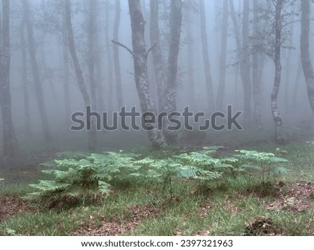 ANALOG PHOTOGRAPHY. Medium Format 6x7. Slide 120. Foggy woods with green ferns in the foreground from Peneda Geres National Park, north of Portugal.