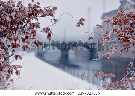 Winter's embrace captured in a photo of frost-kissed leaves. Glistening with hoarfrost, they adorn the scene, framed by a distant bridge, evoking a serene winter landscape.
