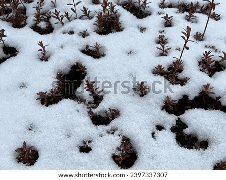 Picture of the snow melts and plants emerge from the snow base.