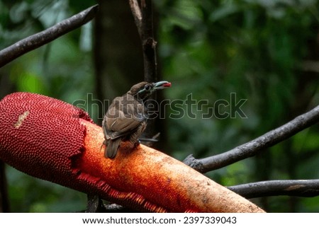Female Magnificent bird-of-paradise or Diphyllodes magnificus in Arfak mountains in West Papua, Indonesia Royalty-Free Stock Photo #2397339043