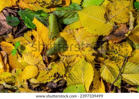 Seamless pattern autumn golden leaves make a bright carpet on the ground.