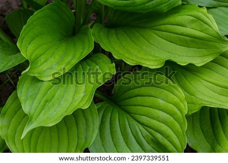 background texture green leaf structure macro photography.