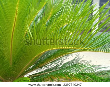 the elegance and exoticism of the fern ornamental plant. The fern's stylish leaves create a stunning appearance, giving it a stunning tropical feel. Royalty-Free Stock Photo #2397340247