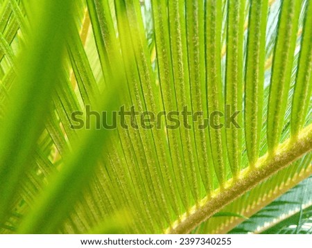 the elegance and exoticism of the fern ornamental plant. The fern's stylish leaves create a stunning appearance, giving it a stunning tropical feel. Royalty-Free Stock Photo #2397340255