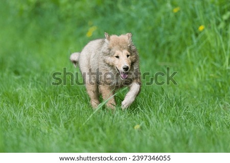 Scottish Collie Puppy walking through the grass