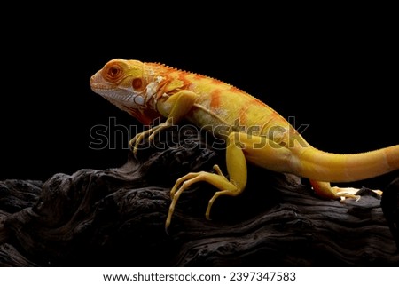 Closeup of Red Albino iguana on wood, Red iguana albino closeup, Red Iguana albino on black background Royalty-Free Stock Photo #2397347583