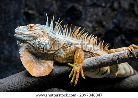 The Red Iguana(Iguana iguana) closeup image. 
it actually is green iguana, also known as the American iguana, is a large, arboreal, mostly herbivorous species of lizard of the genus Iguana. Royalty-Free Stock Photo #2397348347