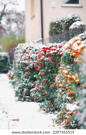 The bushes in the snow in the background of the house