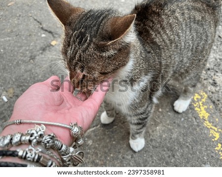 Macro photo animal cat kitty eat from hand. Stock photo eating cute cat