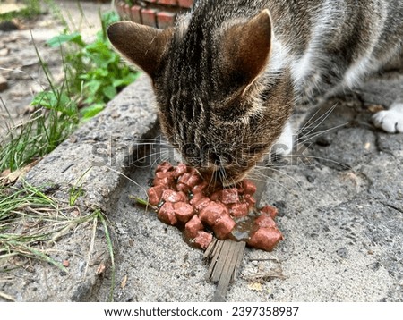 Macro photo animal cat kitty. Stock photo eating cute cat