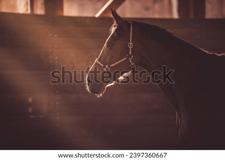 Horse in the sun. Horse's head illuminated by sunlight in the training ring. Dressage horse sport theme. Royalty-Free Stock Photo #2397360667