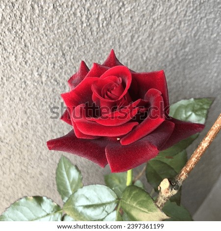 Macro photo red rose flower. Stock photo blooming beauty red rose bud fliwer