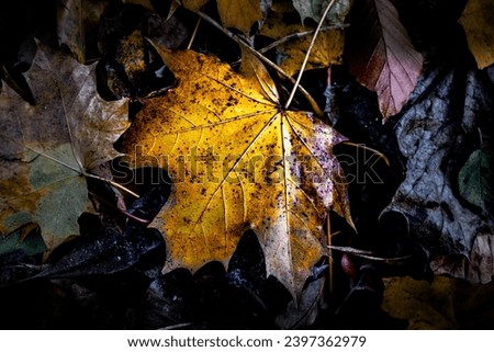 Close up picture of fallen leaves. 