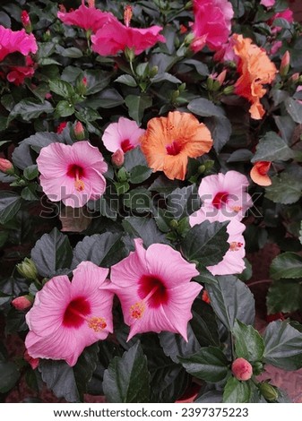 Hibiscus rosa and inn Indonesia and Malaysia, these flowers are called "kembang sepatu" or "bunga sepatu".
Hibiscus rosa-sinensis, known colloquially as Chinese hibiscus, China rose, Hawaiian hibiscus Royalty-Free Stock Photo #2397375223