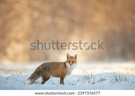 Mammals Fox Vulpes vulpes in autumn scenery, Poland Europe, animal walking among winter meadow
