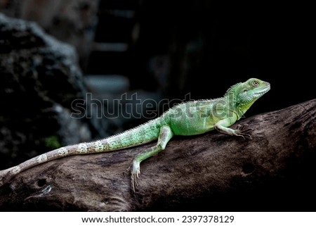 Chinese water dragon (Physignathus cocincinus) is a species of agamid lizard native to China and mainland Southeast Asia. 
Coloration ranges from dark to light green. Royalty-Free Stock Photo #2397378129