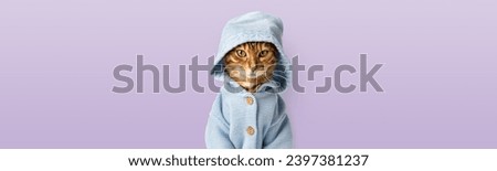 Funny cat in clothes against a purple wall. Copy space.