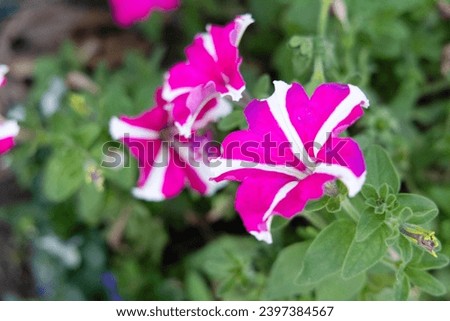 Flowers good morning purple, bouquet, colorful, pink, gardens, outside. floral decorations, soil, leaves