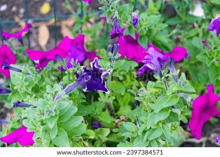 Flowers good morning purple, bouquet, colorful, pink, gardens, outside. floral decorations, soil, leaves