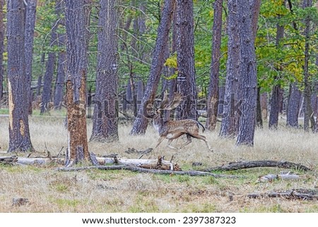 Picture of a deer with large antlers in a German forest during the day