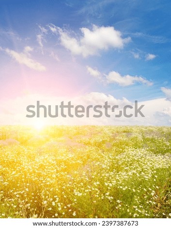 Field with blooming daisies and a bright sunrise. Vertical photo.