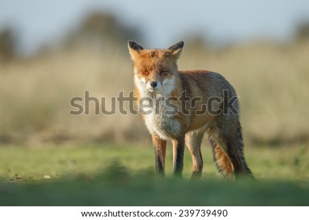 Red Fox standing in front of me, soft focus