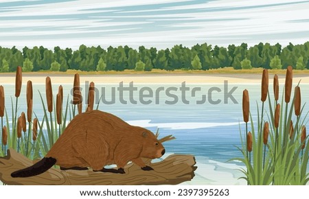 A beaver stands on the shore of a lake in the thickets of cattails. Realistic vector landscape Royalty-Free Stock Photo #2397395263